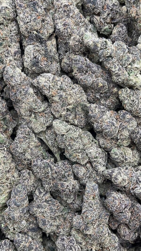 Purple Killer - PK373