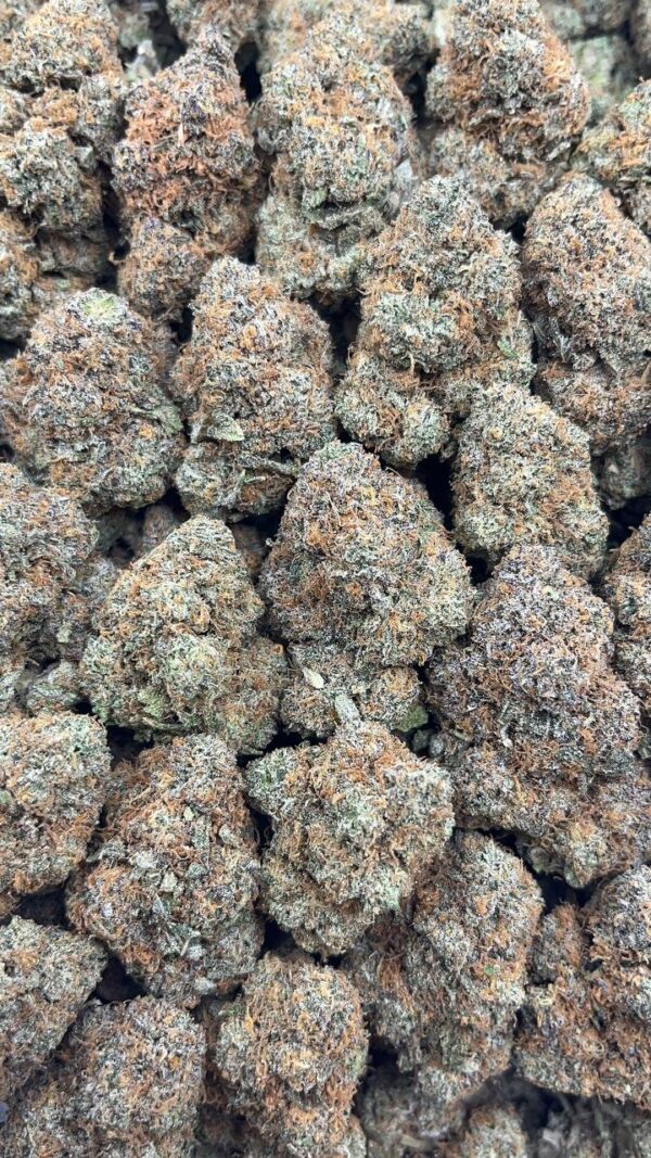 Blue Russian Ice - PK196